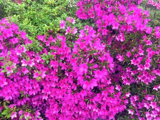 CremiaAzalea Di Gigliola Ziello - "Casa Azalea"别墅 外观 照片